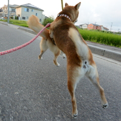 激突