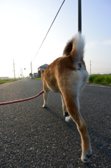 モンローウォーク