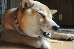 うまうま