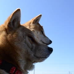 何を見てるのかな…