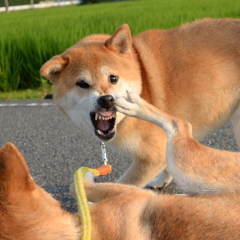 痛そう・・・