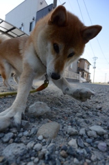 まて~