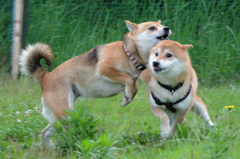 何しようとしていたんだっけ？