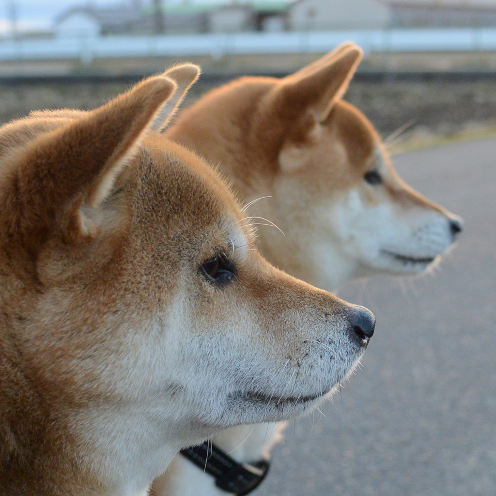 見つめる