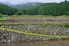 飫肥杉と棚田
