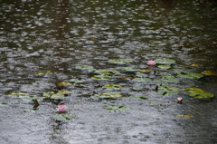 梅雨に咲く。