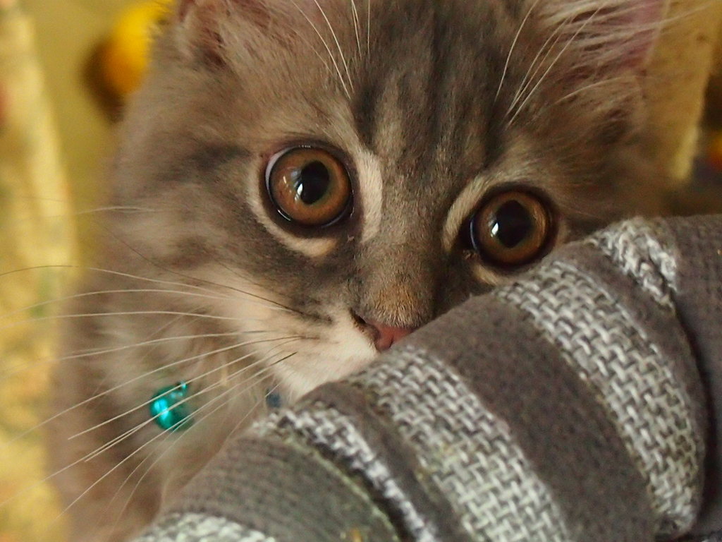 お目々がぱっちり