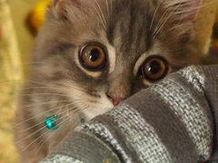 お目々がぱっちり