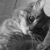 猫じゃらし