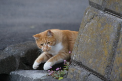 ひょいっ