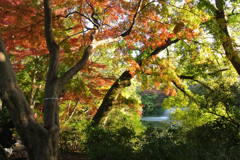 紅葉