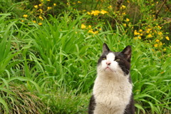 道端の猫は何を想う