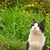 道端の猫は何を想う