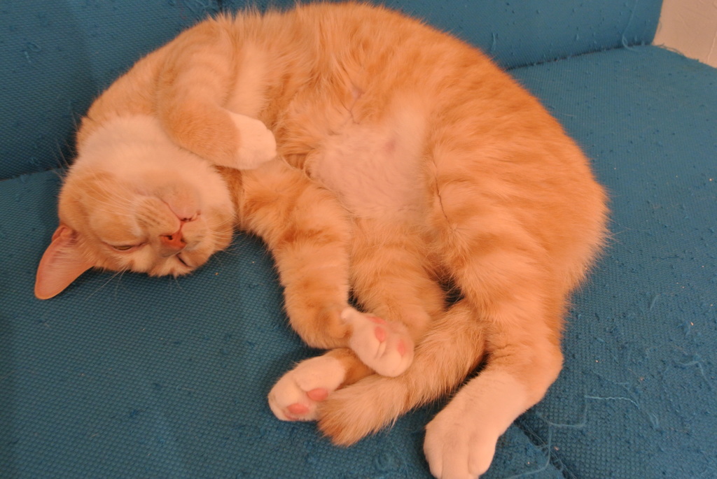 ひるねこ