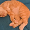 ひるねこ