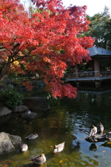 紅葉と池