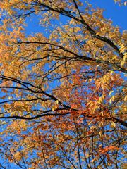 DSC_0395_R