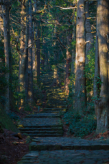 静寂なる森林