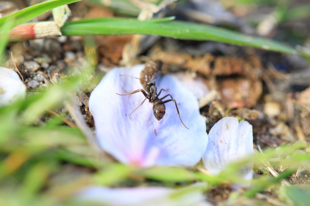 食糧持参で花見に参加