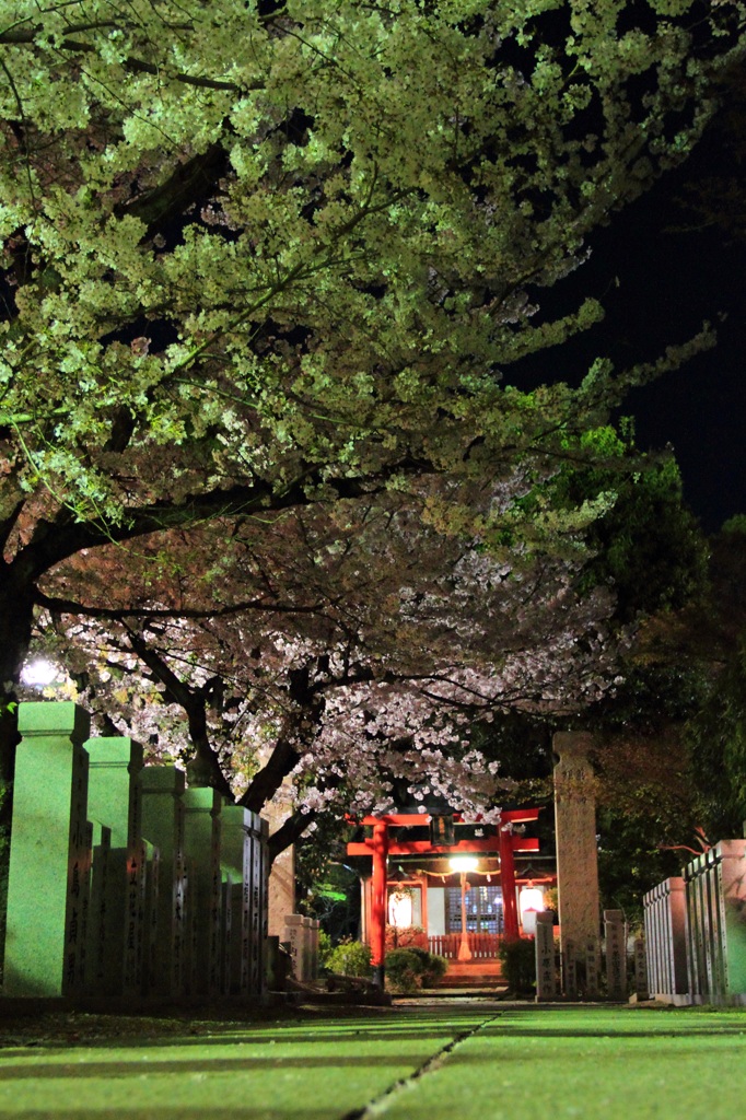 夜桜