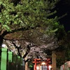 夜桜