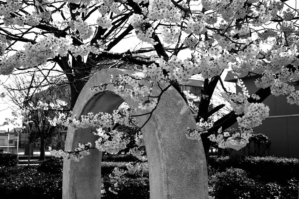 公園の桜