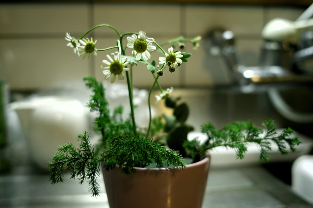 台所の華