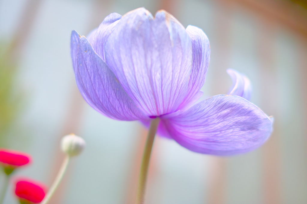 紫花