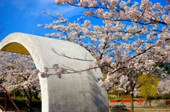 反壁と桜