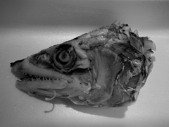 魚骸骨
