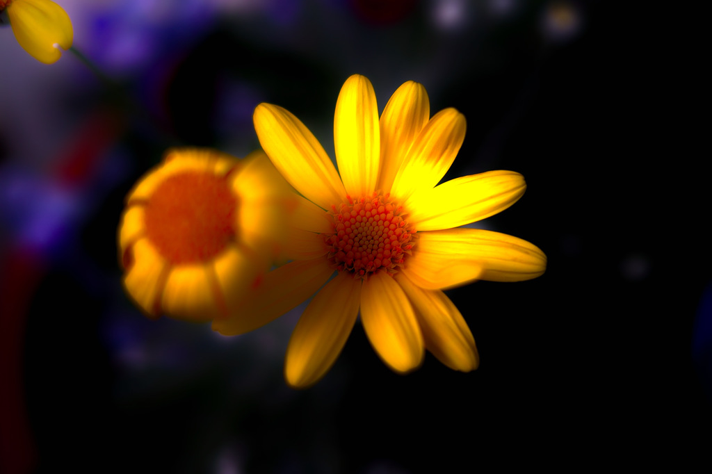 黄花