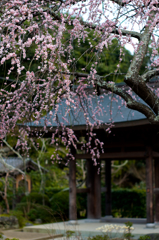 枝垂れ梅と山門