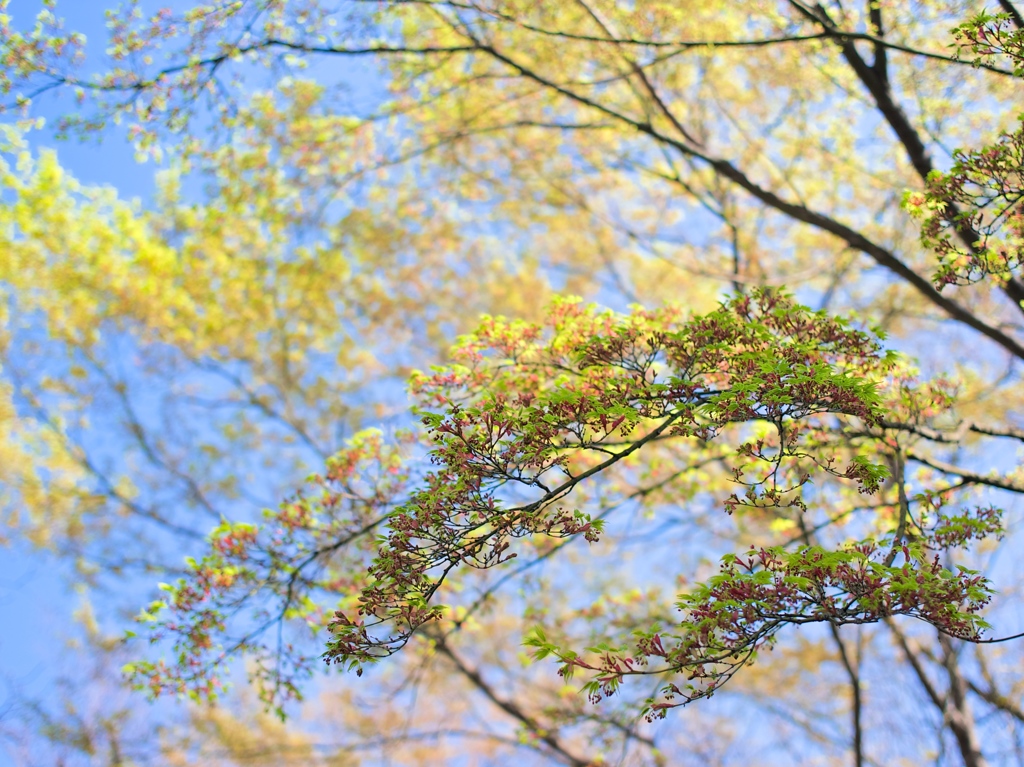 楓の花、開花まで少し