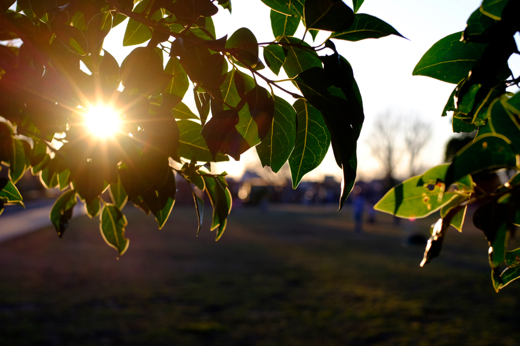 木漏れ夕日