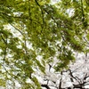 桜に映える新緑のモミジ