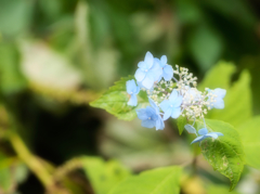 暦の上ではオクトーバーな紫陽花