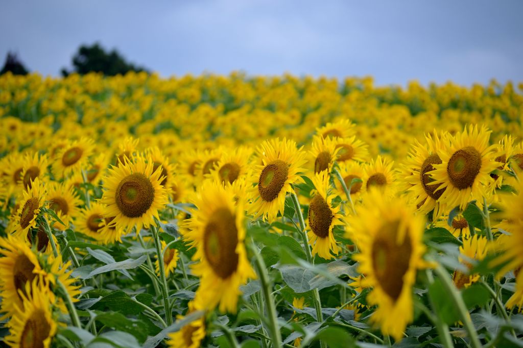 山の中のひまわり畑