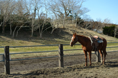 静かにたたずむ馬