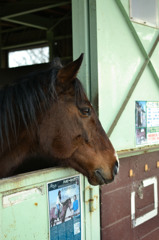 哀愁ある瞳の馬