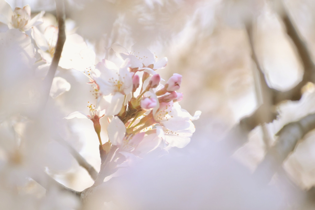 上野の桜