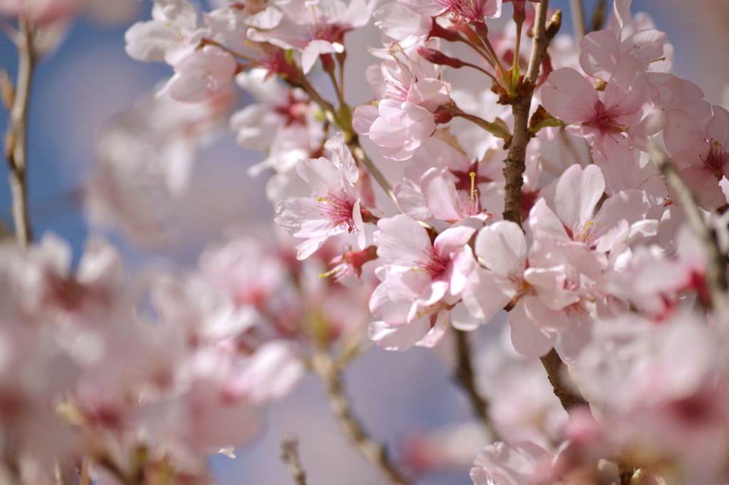 新宿御苑の桜