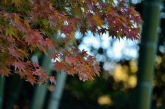 竹と紅葉