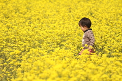 菜の花畑