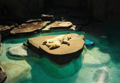 The sea bear of the Barcelona zoo