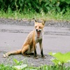 キタキツネ　－　警戒解除