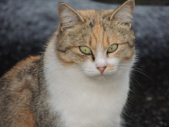駅の番猫