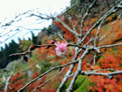 寒桜一輪
