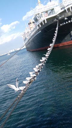 氷川丸とカモメ
