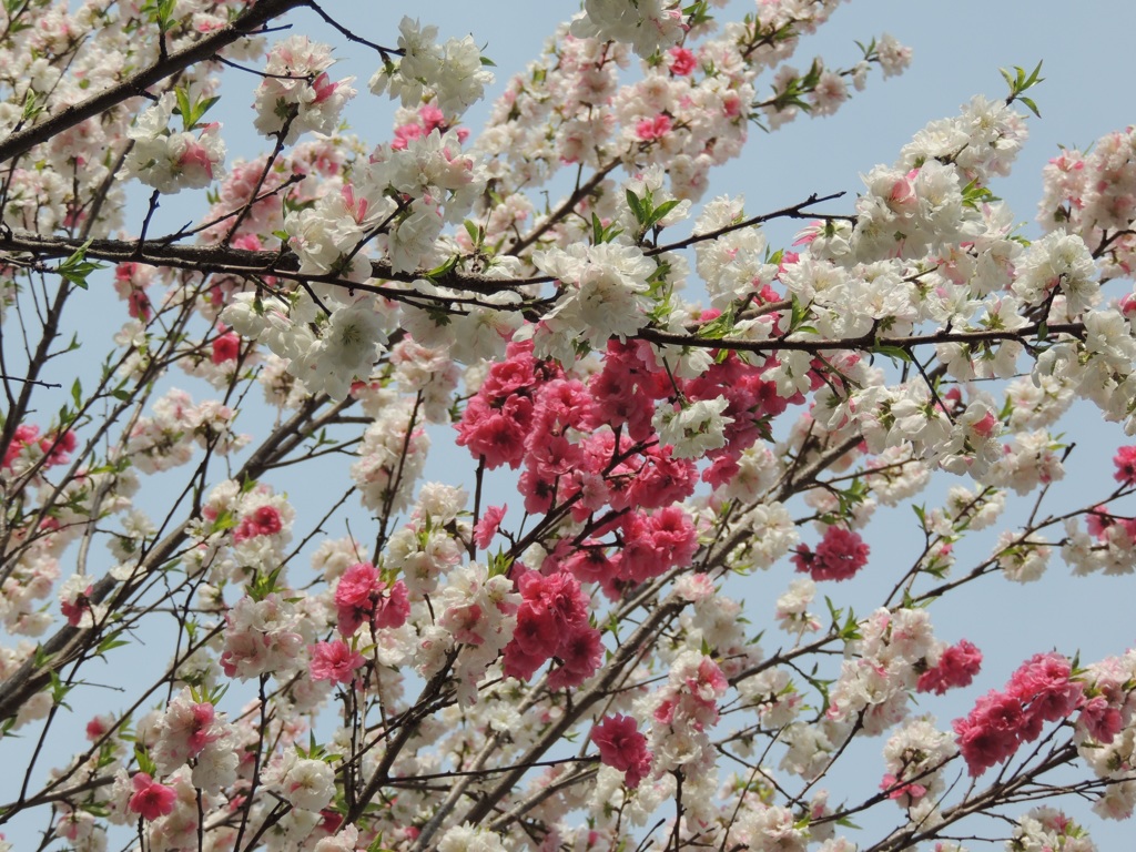 紅白の桜2