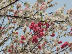 紅白の桜2